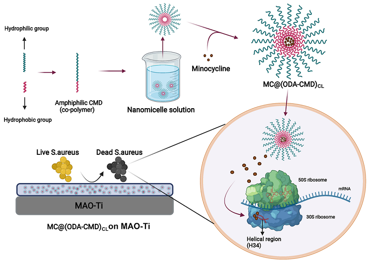 Amphiphilic Carboxymethyl Dextran Nanomicelles for Antibacterial